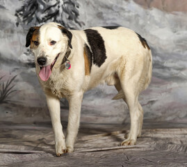 big  white with red and black dog