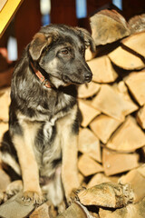 puppy mestizo shepherd dog on wooden background