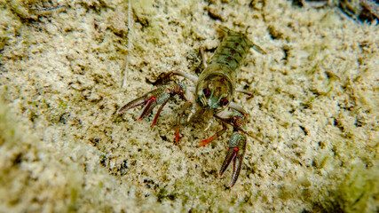  underwater photo of European crayfish (Astacus astacus) in Plitvice National Park, Croatia 