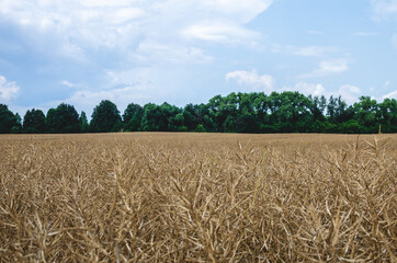 Dry yellow rapeseed pods on a farm field near the forest. Daytime and agricultural field