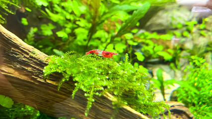 Red rili shrimp (Neocaridina davidi var. 'Rili') in aquarium with some green plants, moss and wood