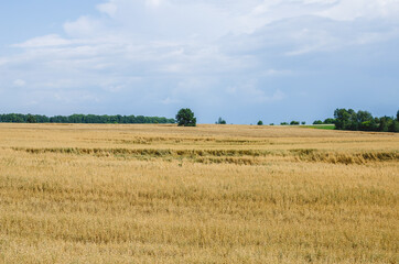 Fototapeta premium Oat field after the rain. A dry oat field cannot be harvested due to the high moisture content of the seeds