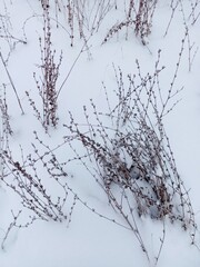 Fototapeta na wymiar twigs peeking out from under the snow