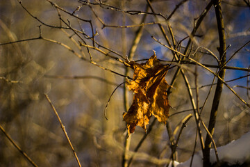 autumn leaves in the wind