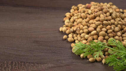 Dry coriander seeds with small bamboo spoon and green fresh bunch coriander leaves,famous spices ingredients in asia's kitchen.