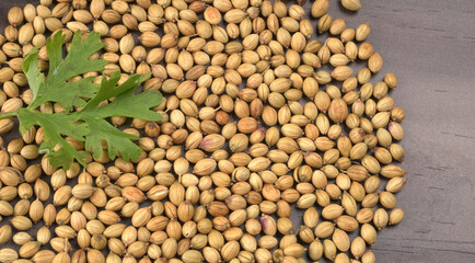 Dry coriander seeds with small bamboo spoon and green fresh bunch coriander leaves,famous spices ingredients in asia's kitchen.