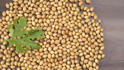 Dry coriander seeds with small bamboo spoon and green fresh bunch coriander leaves,famous spices ingredients in asia's kitchen.