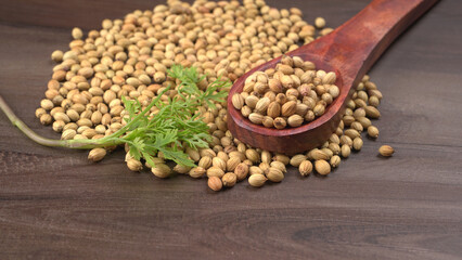 Dry coriander seeds with small bamboo spoon and green fresh bunch coriander leaves,famous spices ingredients in asia's kitchen.
