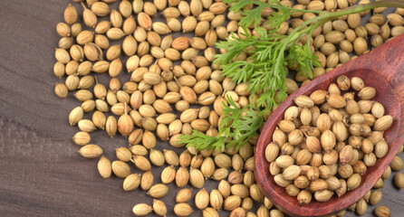 Dry coriander seeds with small bamboo spoon and green fresh bunch coriander leaves,famous spices ingredients in asia's kitchen.