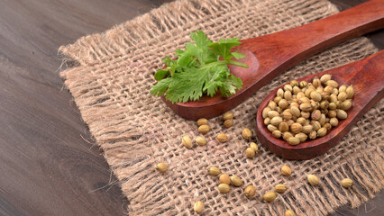 Dry coriander seeds with small bamboo spoon and green fresh bunch coriander leaves,famous spices ingredients in asia's kitchen.