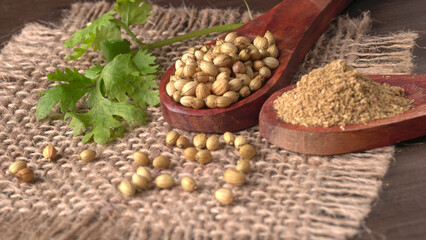 Dry coriander seeds with small bamboo spoon and green fresh bunch coriander leaves,famous spices ingredients in asia's kitchen.