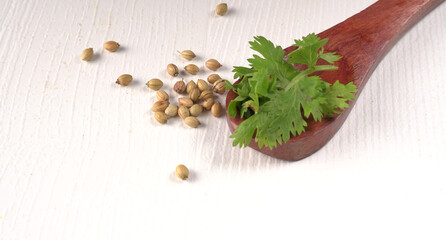 Dry coriander seeds with small bamboo spoon and green fresh bunch coriander leaves,famous spices ingredients in asia's kitchen.