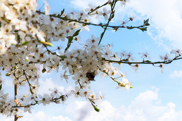 white blossom in spring season. flowers on the branch in the garden. beautiful nature background