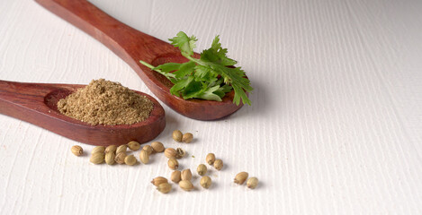 Dry coriander seeds with small bamboo spoon and green fresh bunch coriander leaves,famous spices ingredients in asia's kitchen.