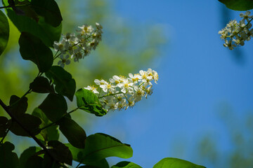 Macro Prunus padus 'Siberian beauty' blossom on bokeh background. White flower of blooming bird cherry or Mayday tree. Selective focus. There is place for text. Nature concept for design.