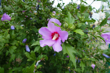 Obraz premium Buds and pink crimsoneyed flower of Hibiscus syriacus in July