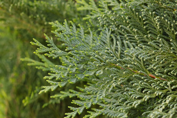 Beautiful leaves of thuja trees .Beautiful green natural background.Natural green beautiful fence. Thuja evergreen coniferous tree green twigs . Thuja texture. Beautiful screensaver on your desktop. 