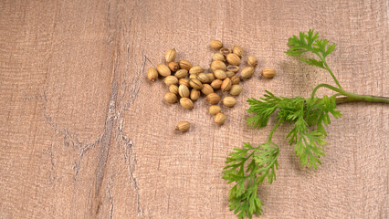 Dry coriander seeds with small bamboo spoon and green fresh bunch coriander leaves,famous spices ingredients in asia's kitchen.