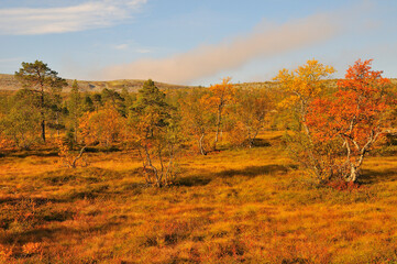 Fulufjället Nationalpark in Schweden im Herbst