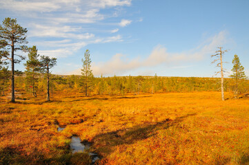 Fototapeta premium Fulufjället Nationalpark in Schweden im Herbst