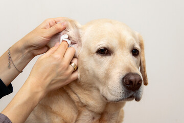 Ear infection in a dog. Allergies in animals.