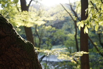 한여름 녹색이 가득한 숲의 풍경입니다.
