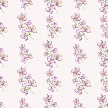 Watercolor seamless mattiola pattern isolated on white background.Perfect for textile,fabrics and clothes.