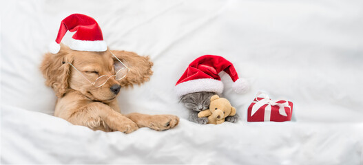 English Cocker spaniel puppy and tiny kitten wearing santa hat sleep together with gift box under...