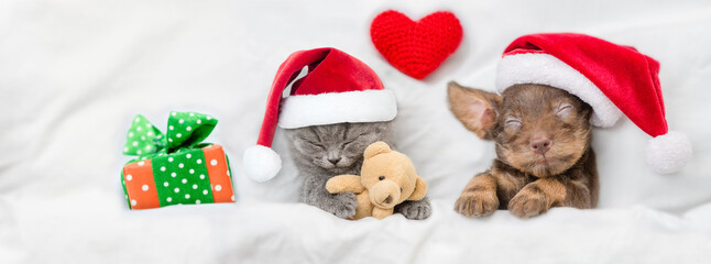 Cute kitten and Dachshund puppy wearing santa hats sleep together with red heart and gift box under white blanket on a bed at home. Kitten hugs toy bear. Top down view