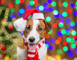 Portrait of a Jack russell terrier puppy wearing  warm hat and scarf sits on festive background