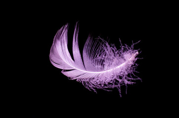 bird feather on a black background