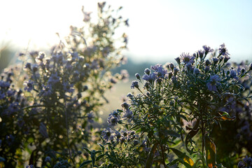 Close-up of beautiful frost on the grass and leaves frosty misty autumn morning