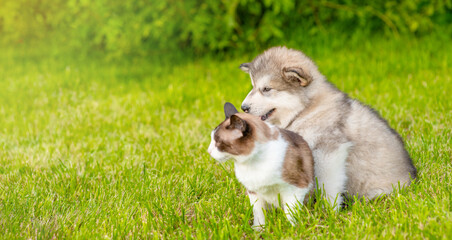 Fototapeta premium Alaskan malamute puppy and Siamese kitten sit together on green summer grass. Empty space for text