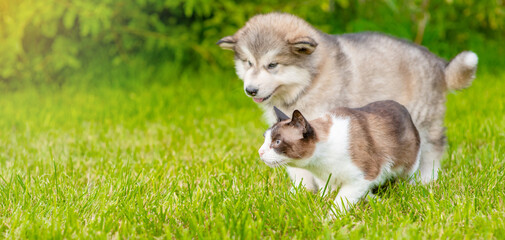 Alaskan malamute puppy and Siamese kitten walk together on green summer grass. Empty space  for text