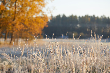 Close-up of beautiful frost on the grass and leaves frosty misty autumn morning
