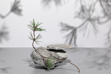 Abstract nature scene with composition of gray stones and pine tree branches shadows. Neutral...