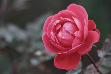 ウエディングベルズ　東京、赤坂氷川公園の薔薇たち