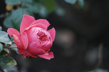 淡い色で表現したバラの花は背景がぼけている