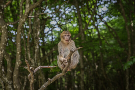 monkey zoo primate park makake