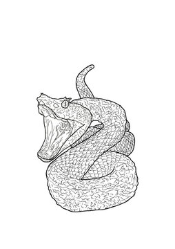 Serpiente cascabel dibujo vector 