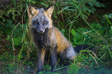 Hybrid of gray and red fox on Anticosti Island, an island located in the St Lawrence estuary in the Cote Nord region of Quebec, Canada