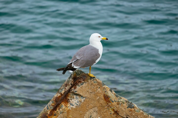 seagull on the beach
