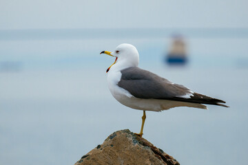 bird