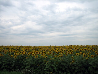 A flat field of ripe sunflower under a cloudy sky.