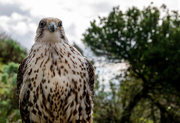 portrait of a white and gray peregrine falco