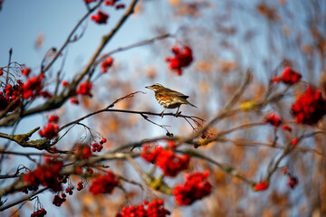 Redwing feeding on the winter berries