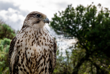Close up portrait of a white and gray peregrine falcon