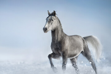 Naklejka na ściany i meble Grey horse run gallop in snow sunny day