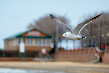 seagull