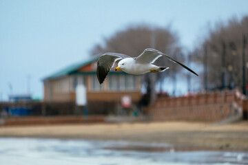 seagull